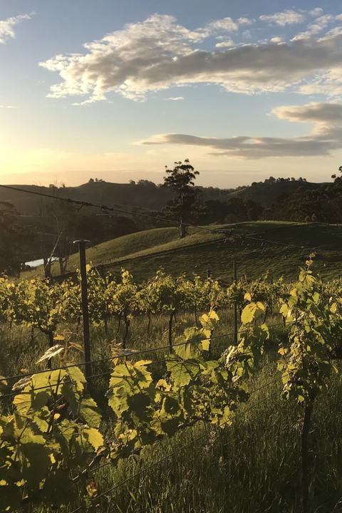 2025 Tolone Riesling