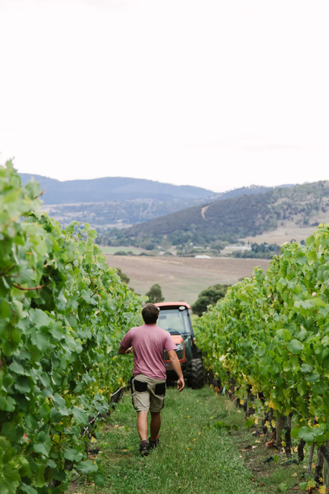 2025 Tolpuddle Pinot Noir