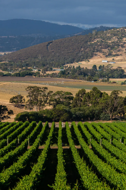 2025 Tolpuddle Pinot Noir