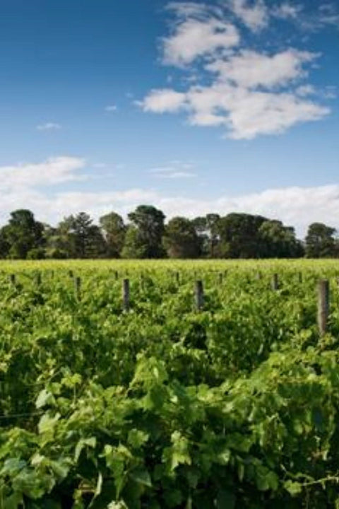 2025 Shadowfax 'Macedon' Chardonnay