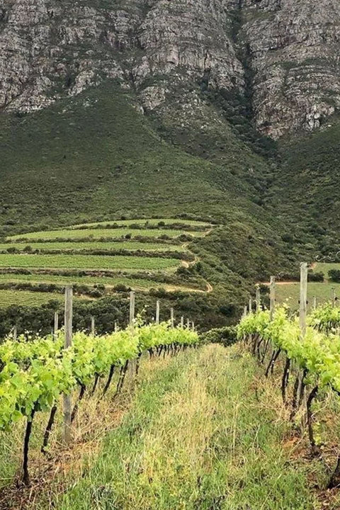 2023 Valenciso Rioja Blanco