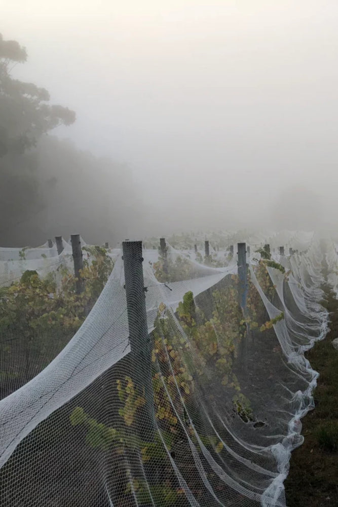 2024 Gentle Folk 'Basket Range' Chardonnay